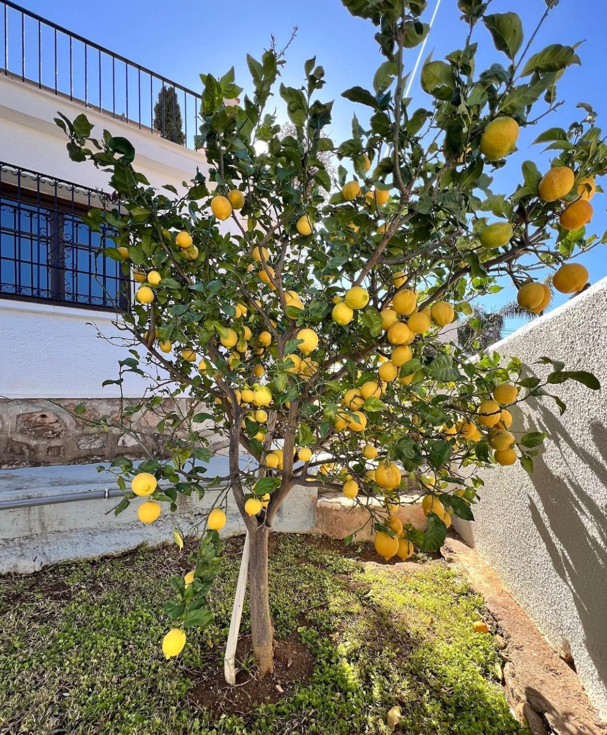 Naranja - Luxury Fuengirola